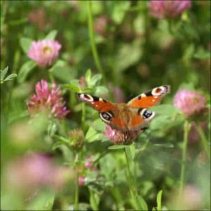 papillon.jpg
