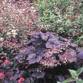 heuchera-palacepurple