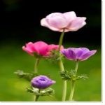fleur.jpg