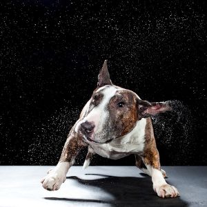 enhanced-buzz-27944-1312395075-24