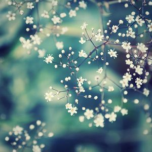white flowers