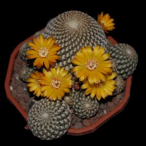 arenacea carre top