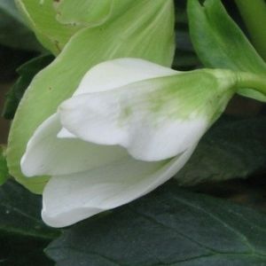 hellebore.JPG