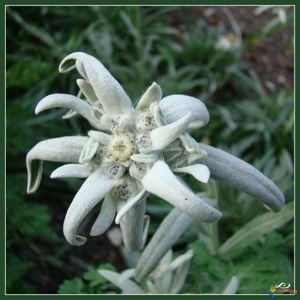 edelweiss-visoflora-6561.jpg