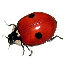 coccinelle.jpg