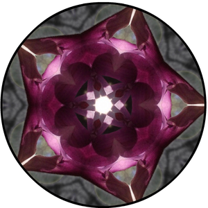 mandala-fleur-de-tulipier.png