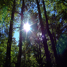 blogdemedioambiente los-bosques-pueden-pasar-de-absorber-a-