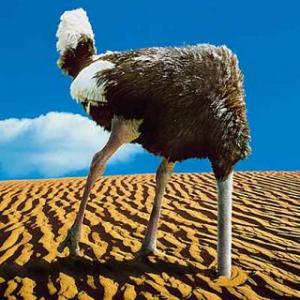 autruche-tete-dans-le-sable.png