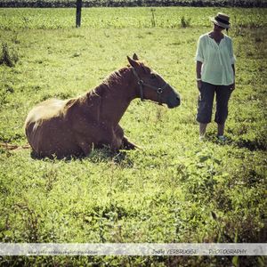 reve cheval 3087 (Medium)