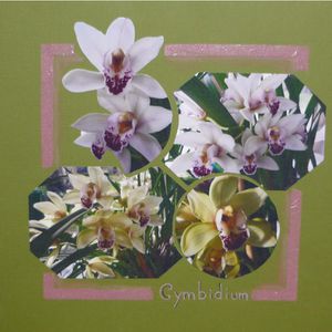 cymbidium.jpg