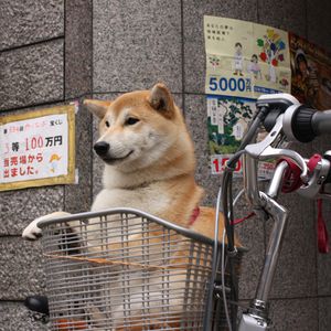 promenade-shiba-au-japon