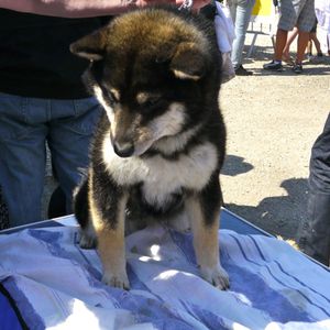 expo-canine-nimes-meynes-chien-japonais