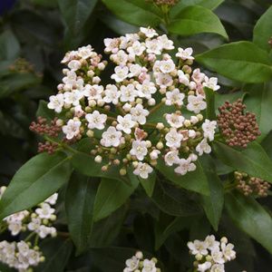 Fleur de laurier-tin