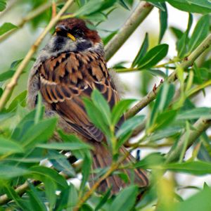 moineau.jpg