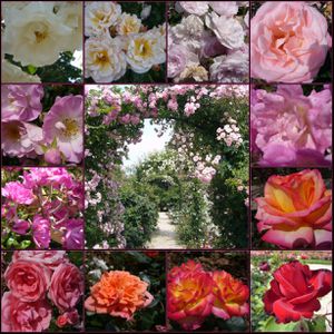 mosaic7f4ed05bba0c7146347f473f38413662fb2a2b77