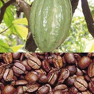 Le Gabon relance la filière café cacao afrique actu