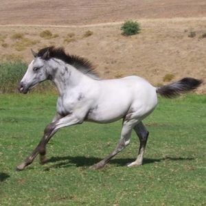 1276770951_100504479_3-APPALOOSA-HORSES-FOR-SALE-Animals-12.jpg
