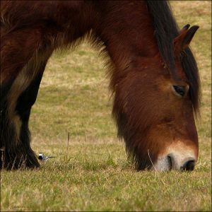 cheval-et-bergeronnette-bd8635.jpg