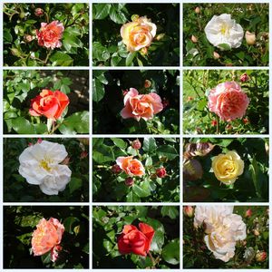 Pour-diaporama-roses-de-printemps-2012.jpg