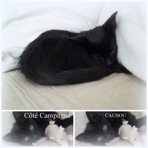 chat-copie-2.jpg