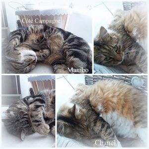 chat-copie-3.jpg