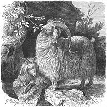 le-bouc-emissaire.png