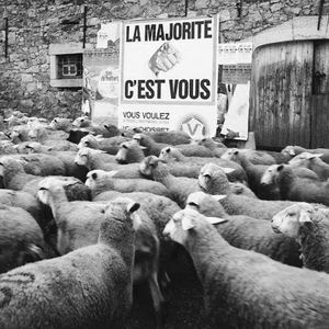 moutons_m.jpg