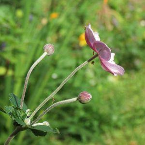 iris-et-anemones 2370