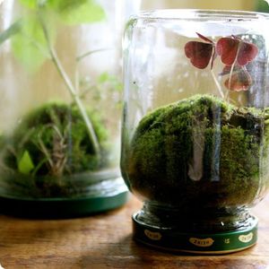 glass-jar-diy-terranium