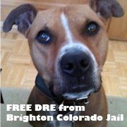 CHIEN-DRE-BSL-COLORADO.png