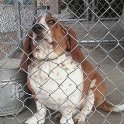 CHIEN-MOLLY-RETROUVEE.png