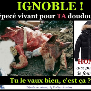 CHIEN DEPECE pour fourrure
