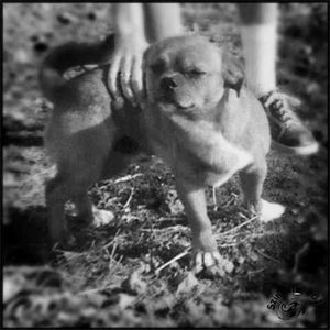 nur-der-hund.jpg