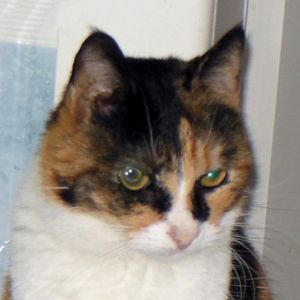 tabatha-x-libretto--Medium-.jpg