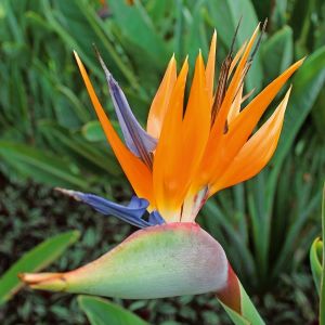 oiseau,de,paradis