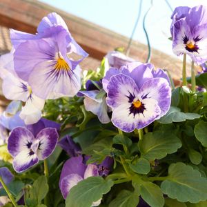 suspension-hiver-2013---pensees-bleues-et-violas-delft-blu.jpg