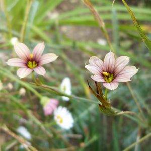 cagouille-s-garden---sysirinchium--800x800-.jpg