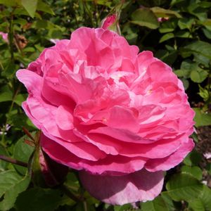 roseraie-david-austin-morienval---england-s-rose--800x800.jpg