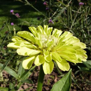 zinnia queen lime - sol 2014 (800x800)