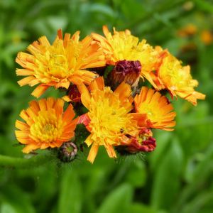 hieracium aurantiacum