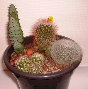 Composition-mammillaria-et-aloe-1.jpg