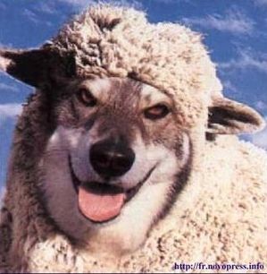 loup-mouton.jpg