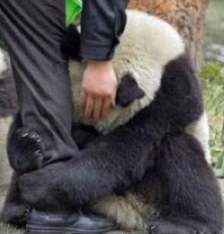 panda-earthquake-japan.jpg