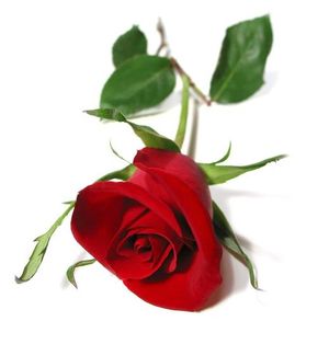 rose.JPG