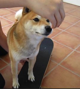 apprendre à son chien à faire du skateboard