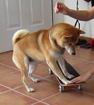 apprendre à son chien à faire du skateboard