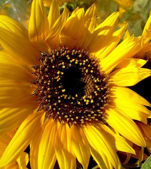 tournesol