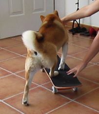 apprendre à son chien à faire du skateboard
