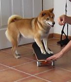 apprendre à son chien à faire du skateboard