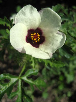 Hibiscus trionum !!! Hibiscus-trionum-06